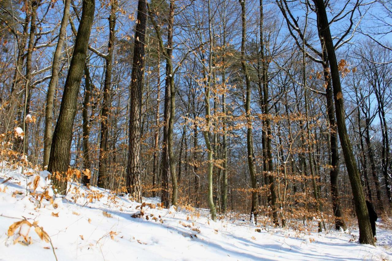 Ferienwohnung Natur Und Kunst Дрезден Екстериор снимка