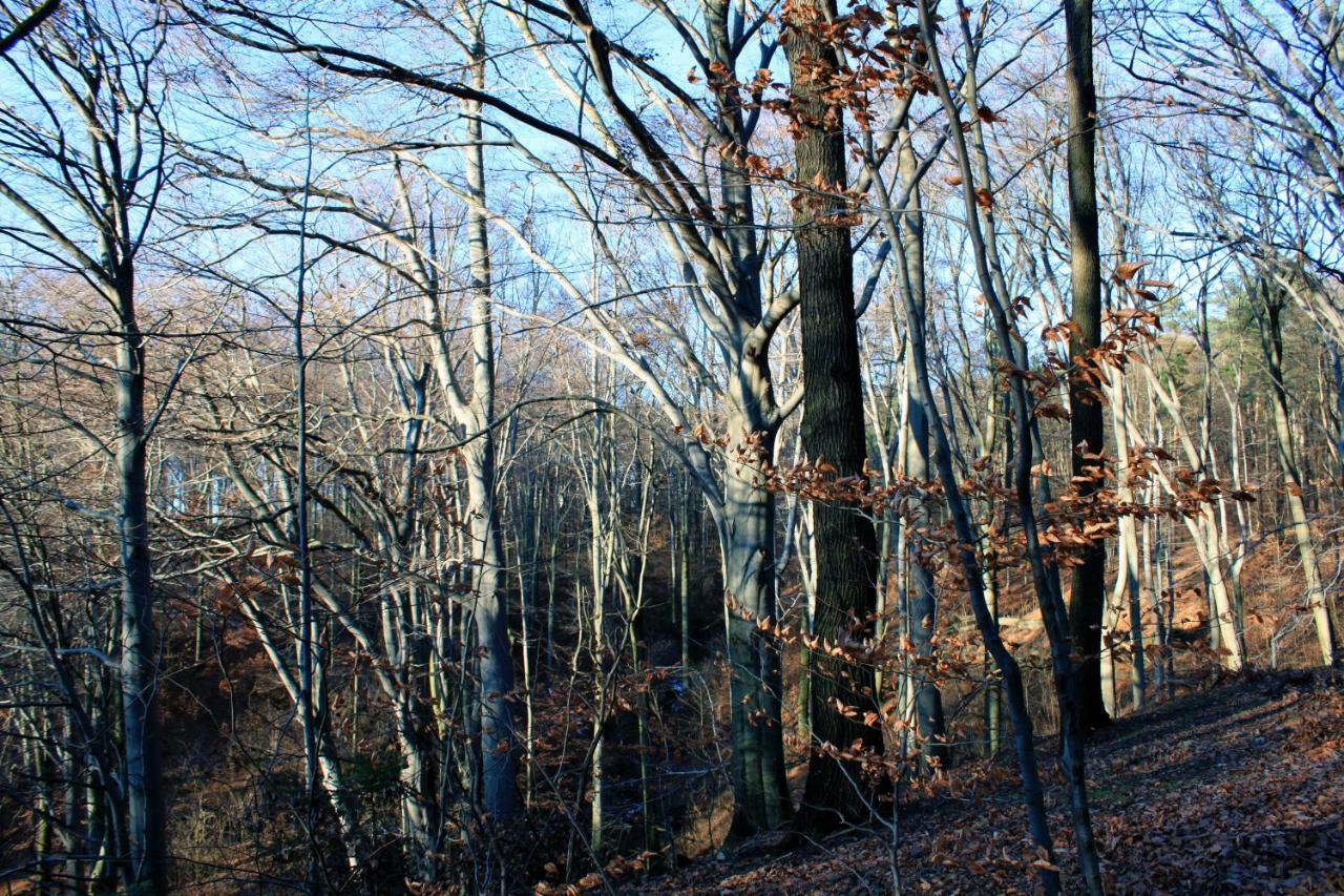 Ferienwohnung Natur Und Kunst Дрезден Екстериор снимка