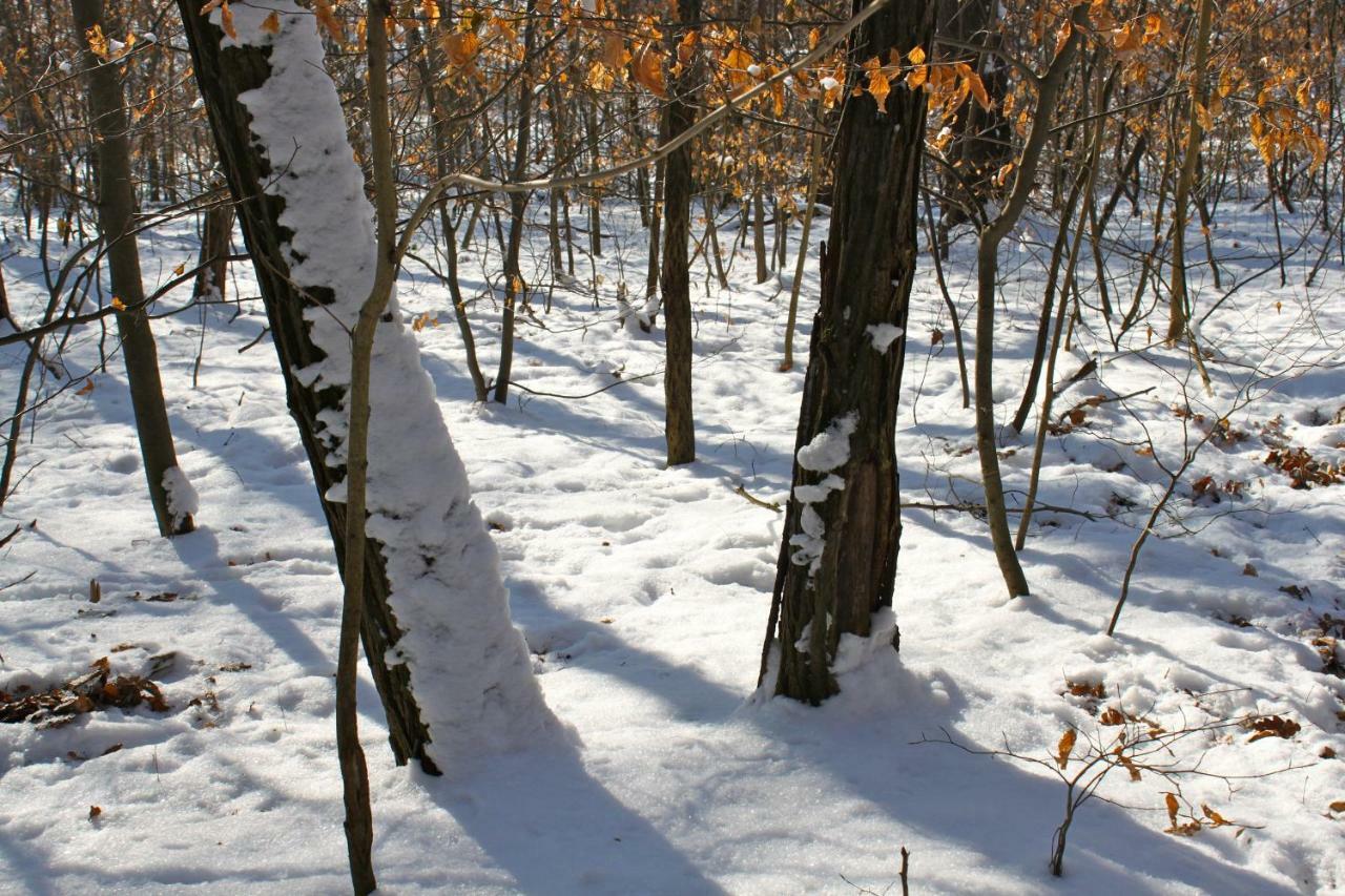 Ferienwohnung Natur Und Kunst Дрезден Екстериор снимка